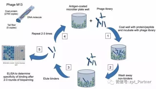 640.webp (2).jpg